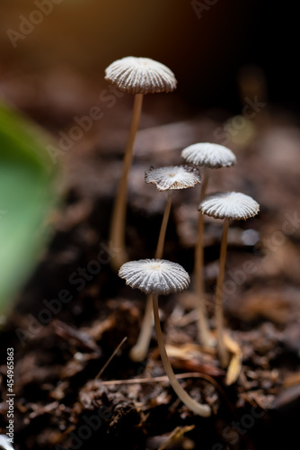 Magic mushrooms growing in a natural environment