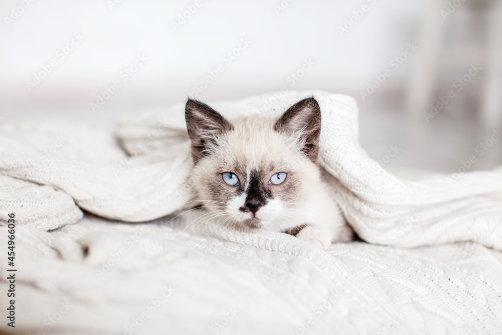 Cute cat peeking out from under a white blanket