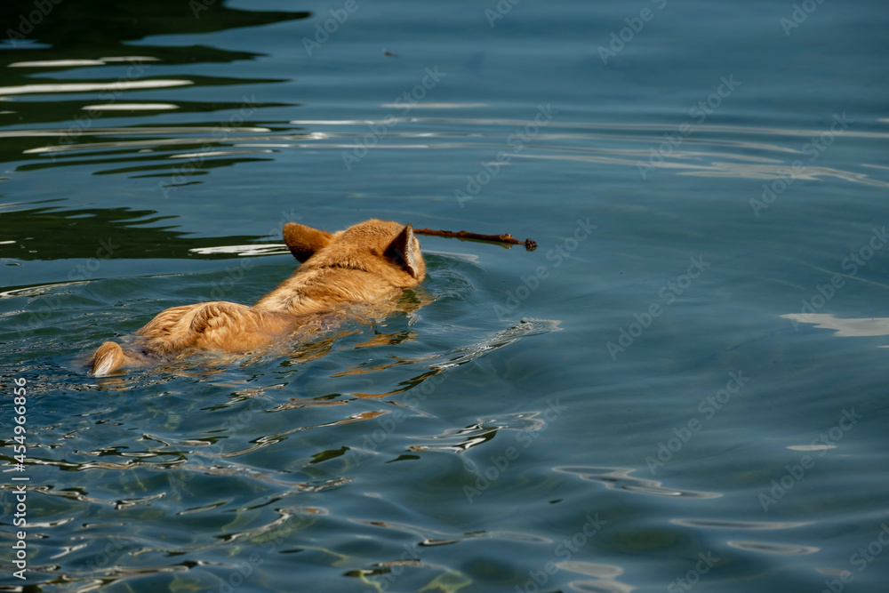 Welsh Corgi Pembroke dog swimming in Geneva lake with a stick in its mouth