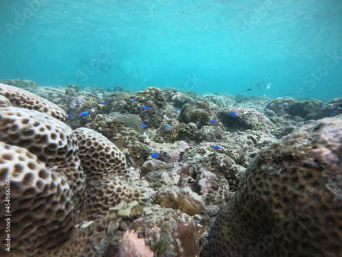 Small blue fish and coral in crystal clear water