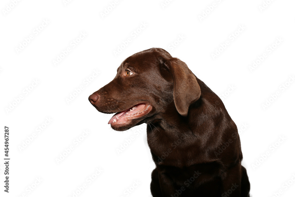 Fototapeta premium Beautiful dog