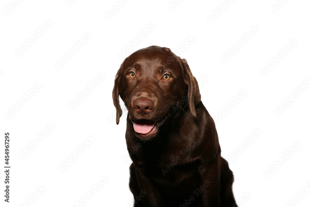 Beautiful dog Beautiful dog