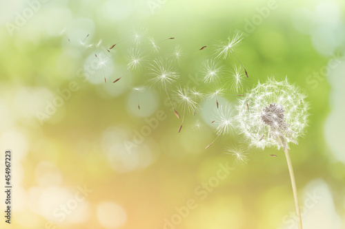 Fototapeta Naklejka Na Ścianę i Meble -  Beautiful fluffy dandelion and flying seeds outdoors on sunny day