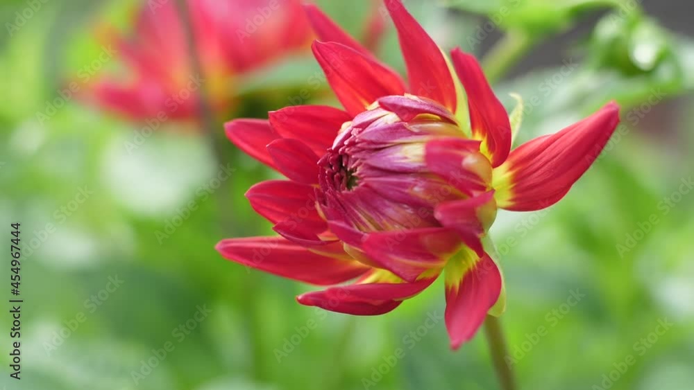 Pink dahlia autumn flower. Garden flowers in the autumn garden Pink dahlia autumn flower. Garden flowers in the autumn garden