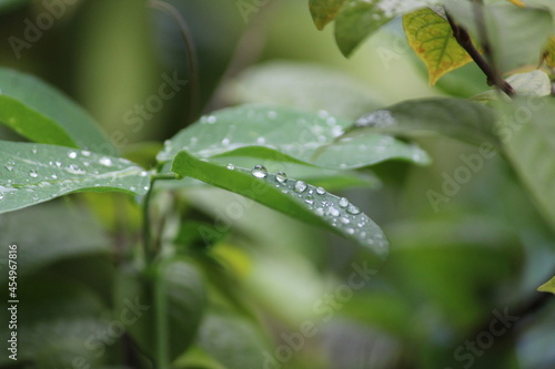 After rain. Water drops on leaf after rain.