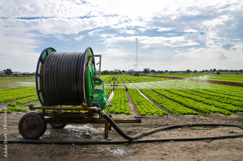 Fototapeta Naklejka Na Ścianę i Meble -  Watering a salad field with a agricultural irrigation system with a big hose reel.