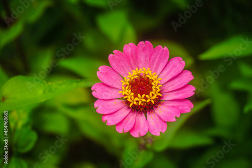 pink flower