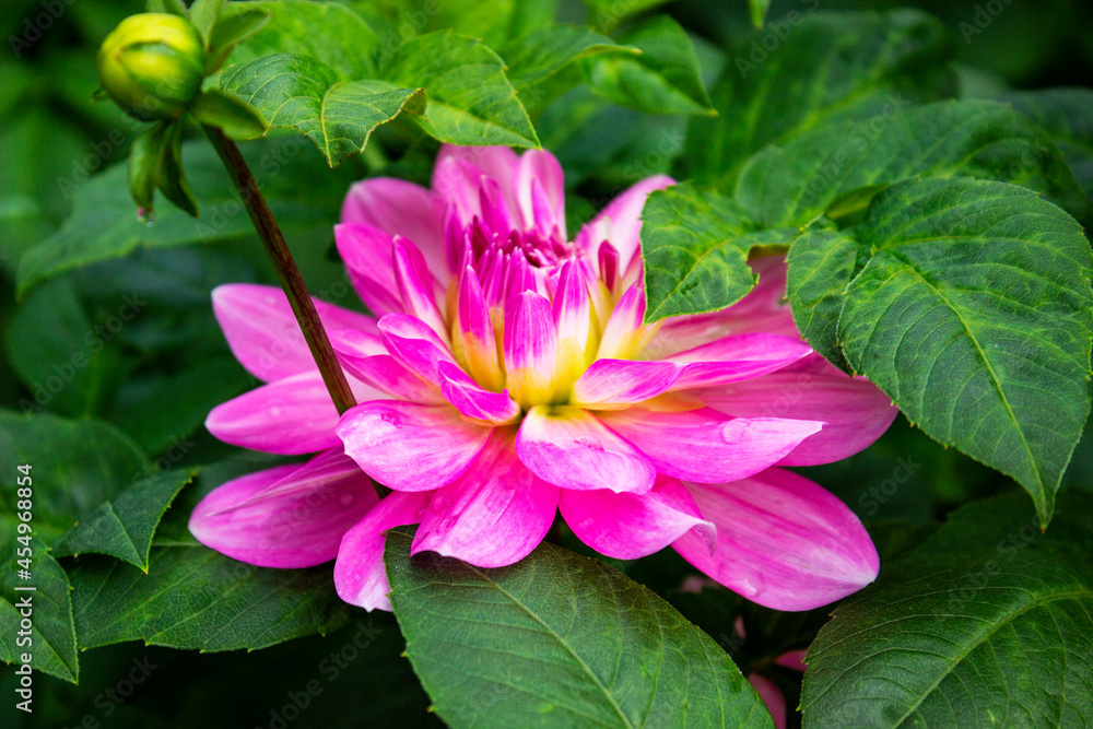 Pink peony flowers blooming on a background of pink peonies. The garden of peonies. Pink peony flowers blooming on a background of pink peonies. The garden of peonies.