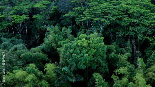 Aerial view, flying over the canopy secondary rainforest with bamboo and small trees  photo