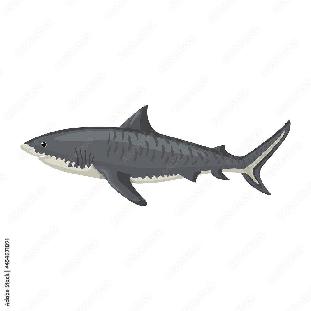 Fototapeta premium Tiger shark isolated on white background. Cartoon character of ocean for children.