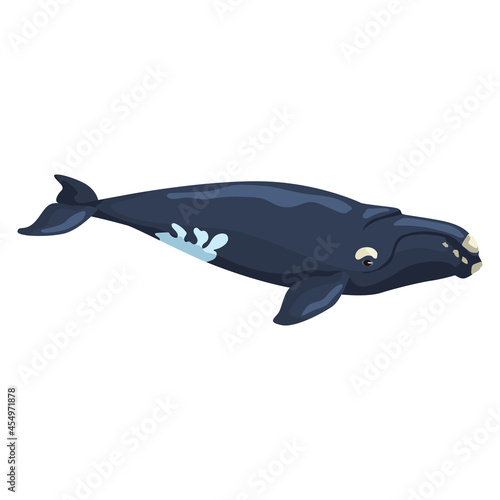 Right whale isolated on white background. Cartoon character of ocean for children. Simple print with marine mammal.