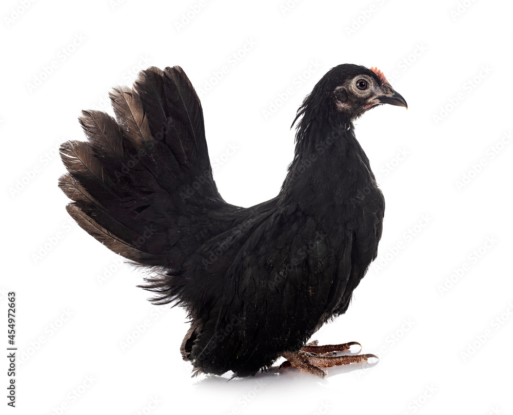 Fototapeta premium serama in studio