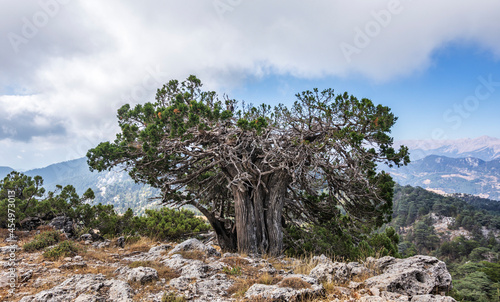 Juniper trees battered by the wind in the Bey Mountains