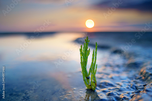 Salicornia edible plants growing in salt marshes, beaches, and mangroves