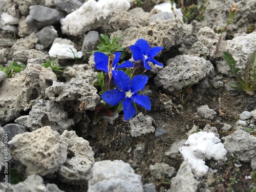 flowers on the rocks