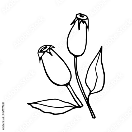 Rosehip berries, drawn with a contour in the form of coloring pages, organic food products. Medicinal plant.