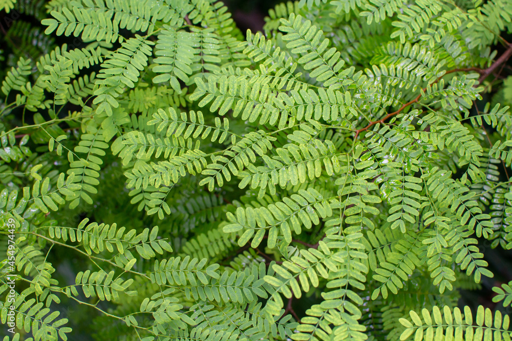 Botanical collection, leaves of tropical tamarindus indica tree from Madagascar and Africa, pulp uses for making sour tamarind syrup and ingredient for Worcestershire sauce Botanical collection, leaves of tropical tamarindus indica tree from Madagascar and Africa, pulp uses for making sour tamarind syrup and ingredient for Worcestershire sauce