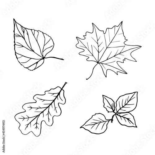Autumn leaves: oak, maple, alder, Linden. Hand-drawn doodle illustration for adult coloring books.