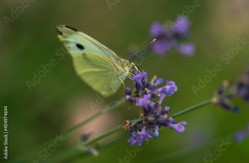 Butterfly on lavender twigs in summer