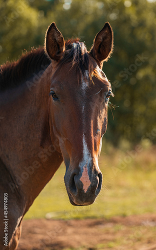 Young brown horse on a summer field close-up