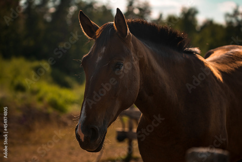 Young brown horse on a summer field close-up