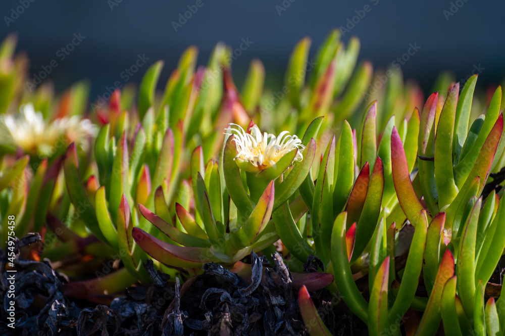 Blossom of portulaca flowers on sandy beach on Atlantic ocean near Porto, Portugal Blossom of portulaca flowers on sandy beach on Atlantic ocean near Porto, Portugal