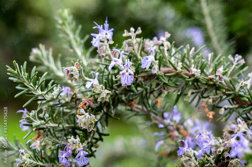 Blue blossom of aromatic kitchen herb rosemary Blue blossom of aromatic kitchen herb rosemary