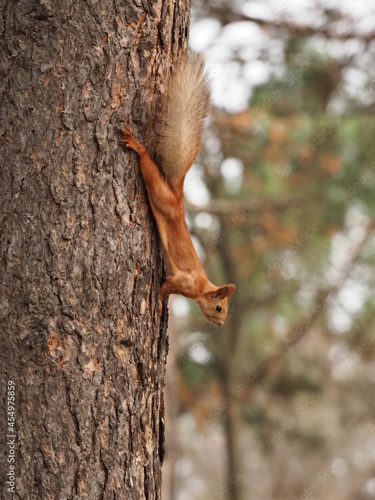 Squirrel on a tree is beautiful in the park of Kislovodsk