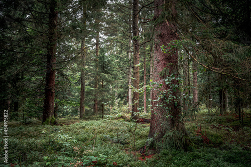 Hadriwa-H  henweg Bayerischer Wald - Niederbayern