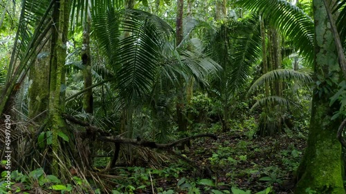 Moving forwards between the large, green colored fiber palm, aphandra natalia, leaves inside a tropical forest; a background of the amazon rainforest of Ecuador, South America
