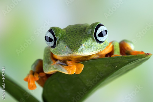 Black-webbed tree frog ( Rhacophorus reinwardtii ) hanging on a leaf