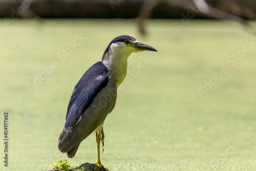 The black-crowned night heron on the marsh