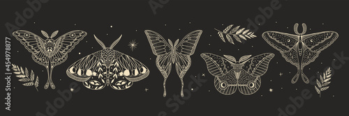 mystical illustration of a butterfly or moth. mysterious night in a secret garden. magic aesthetics, wildlife, retro vintage engraving style photo