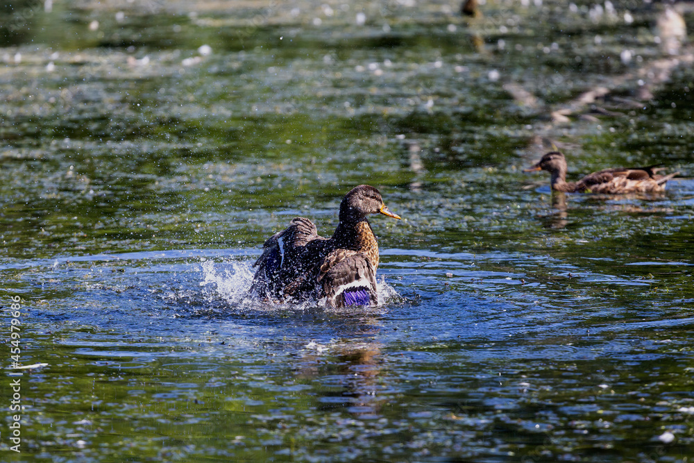 Bird. The Mallards on the swamp