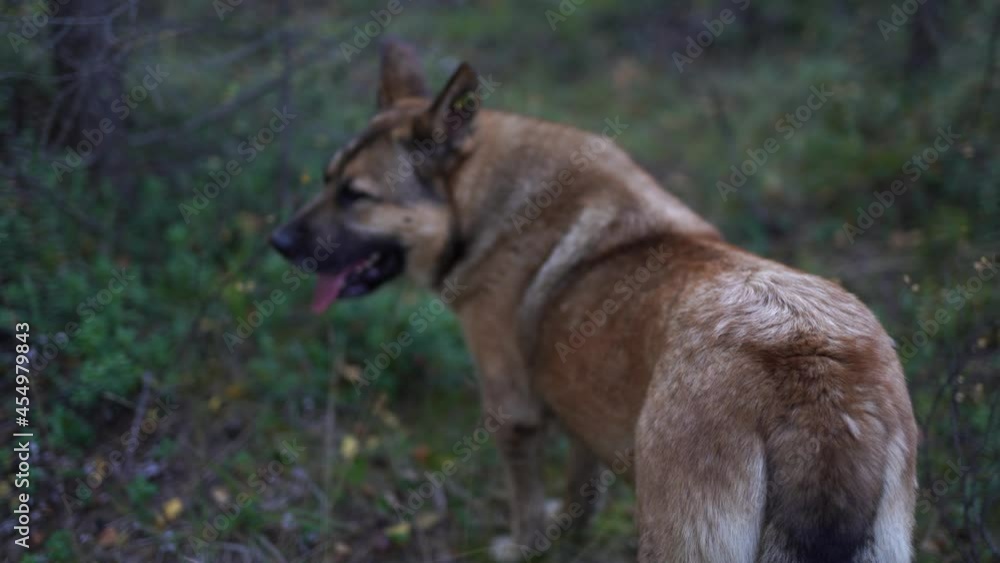 Dog wolf forest tundra wildlife Dog wolf forest tundra wildlife