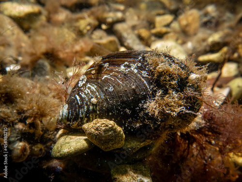 A close-up picture of a blue mussel, Mytilus edulis, in cold Northern European waters