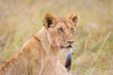 Portrait of a young lion in Masai Mara, Kenya