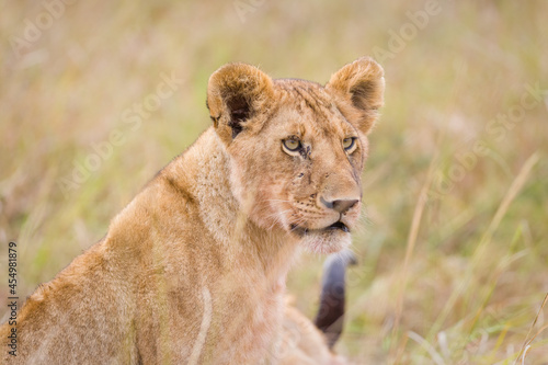Portrait of a young lion in Masai Mara  Kenya