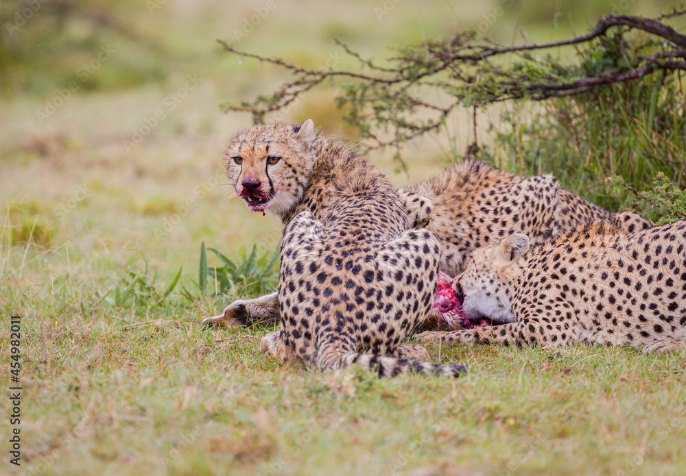 Cheetah hunting antelope with a bloody face in Masai Mara, Kenya Cheetah hunting antelope with a bloody face in Masai Mara, Kenya