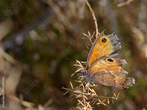 Butterfly photographed in their natural environment. © Eduardo Estellez