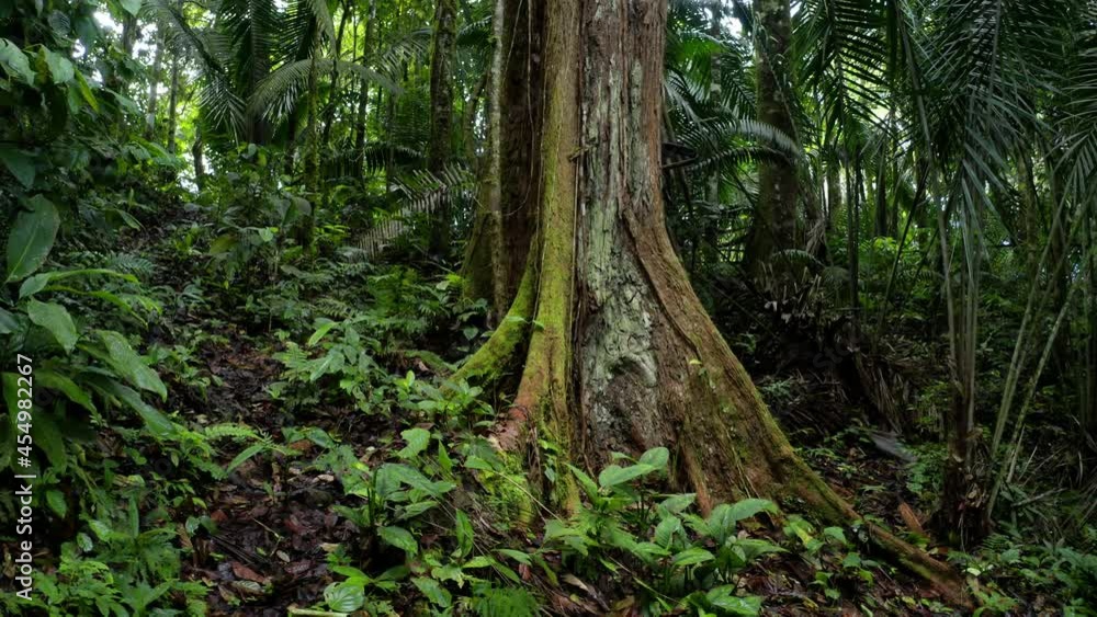 Tropical forest background: moving around a large tropical tree trunk with above ground roots commonly found in a rainforest Tropical forest background: moving around a large tropical tree trunk with above ground roots commonly found in a rainforest
