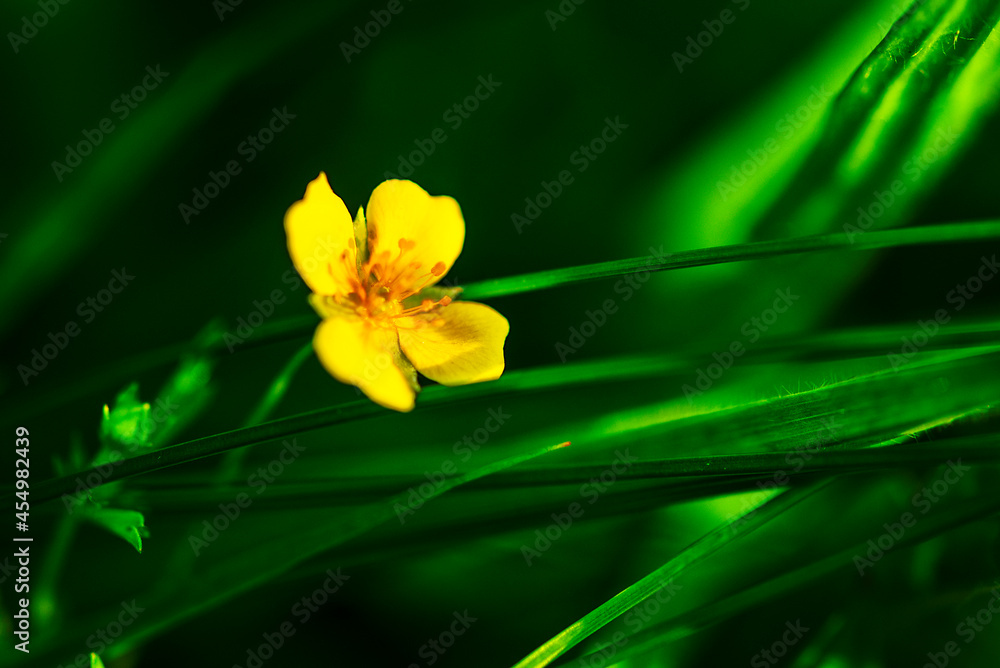 Fototapeta premium yellow tulip flower