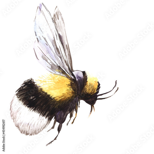 Canvastavla A black and yellow bumblebee with spread wings flies by