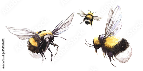 Hand drawn watercolor illustration. Three black and yellow bees are circling with their wings spread. Set of decorative element isolated on white background