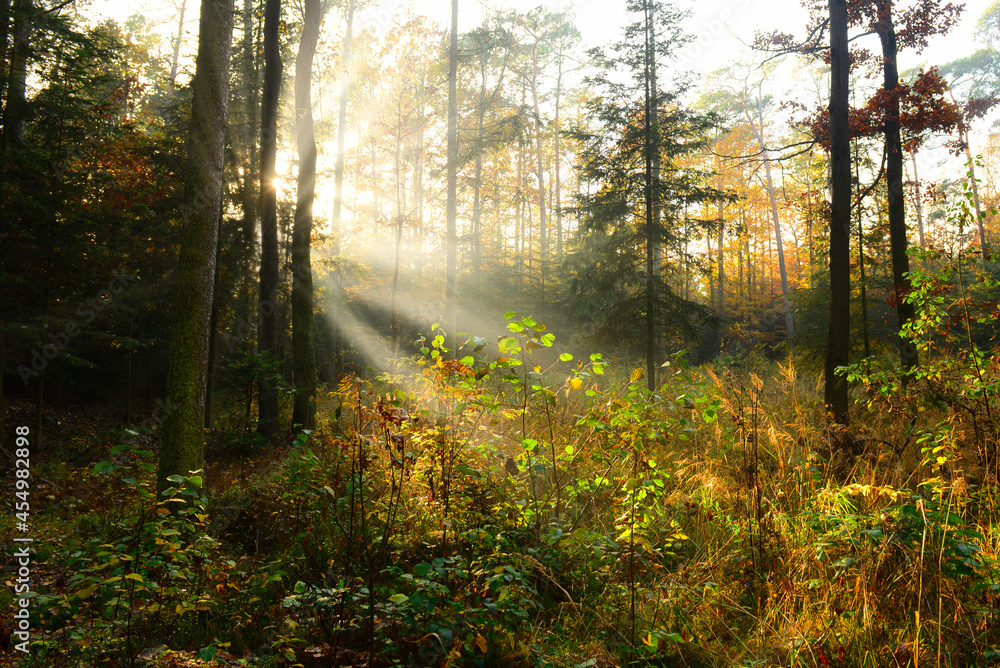 Beautiful morning in the autumn forest