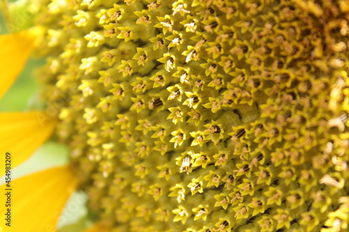 sunflower close up