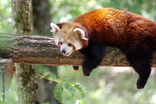 Ailurus fulgens - panda roux 