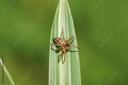 Young nursery web spider (Pisaura mirabilis). Family Pisauridae. On the leaves of a bamboo. Dutch garden, end summer. September, Netherlands