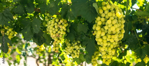 Green grapes macro photo, n...