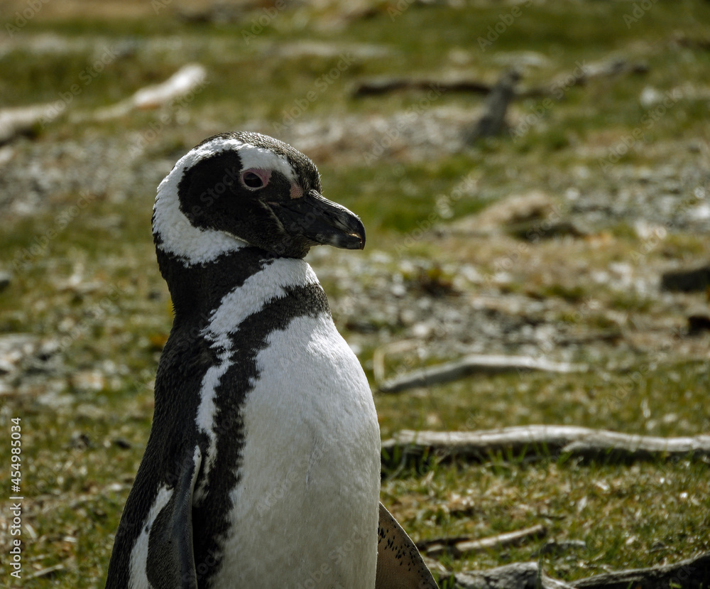 Fototapeta premium penguin on the beach